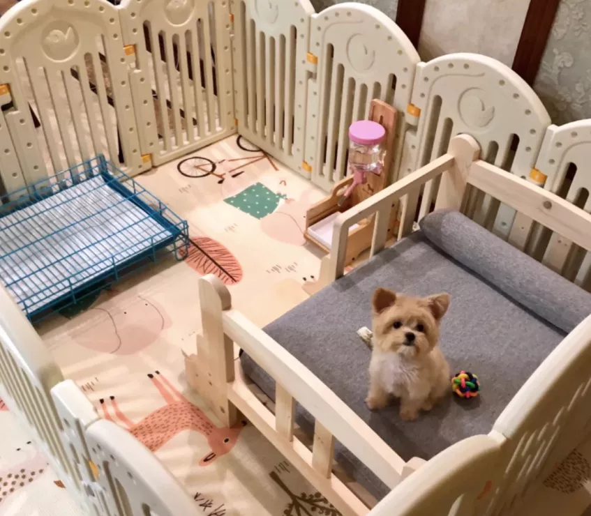 没孩子的年轻人，送宠物去上学