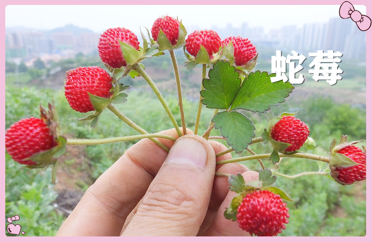 小时候常吃的12种"野果子",现在很少见了,吃过的年龄不小了