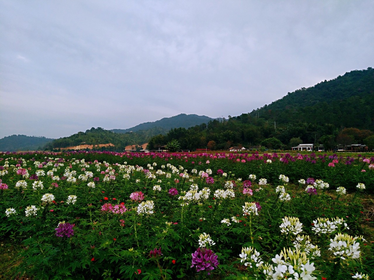 河源哪里有花海景点图片