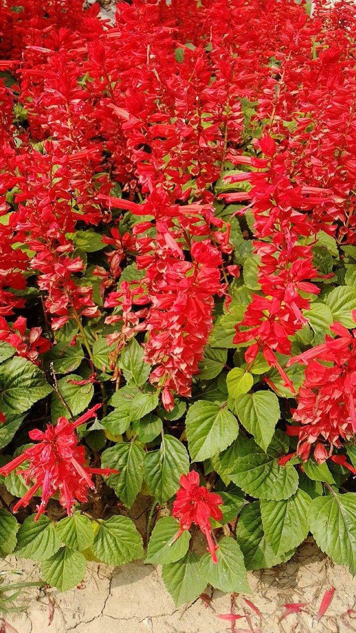 花草的图片大全（100种常见花图鉴一览表）