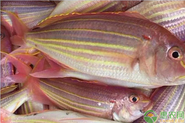 南方这种高颜值海鱼,鱼身呈粉色,肉质鲜嫩无小刺,经济价值可观