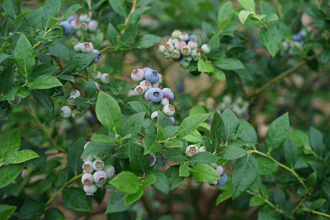 蓝莓几月开花结果（蓝莓的养护方法和注意事项）