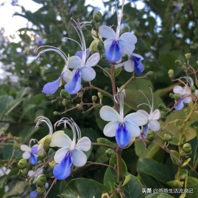 蓝蝴蝶花泡水喝的功效（蓝蝴蝶泡水喝的功效与禁忌）-第8张图片-巴山号