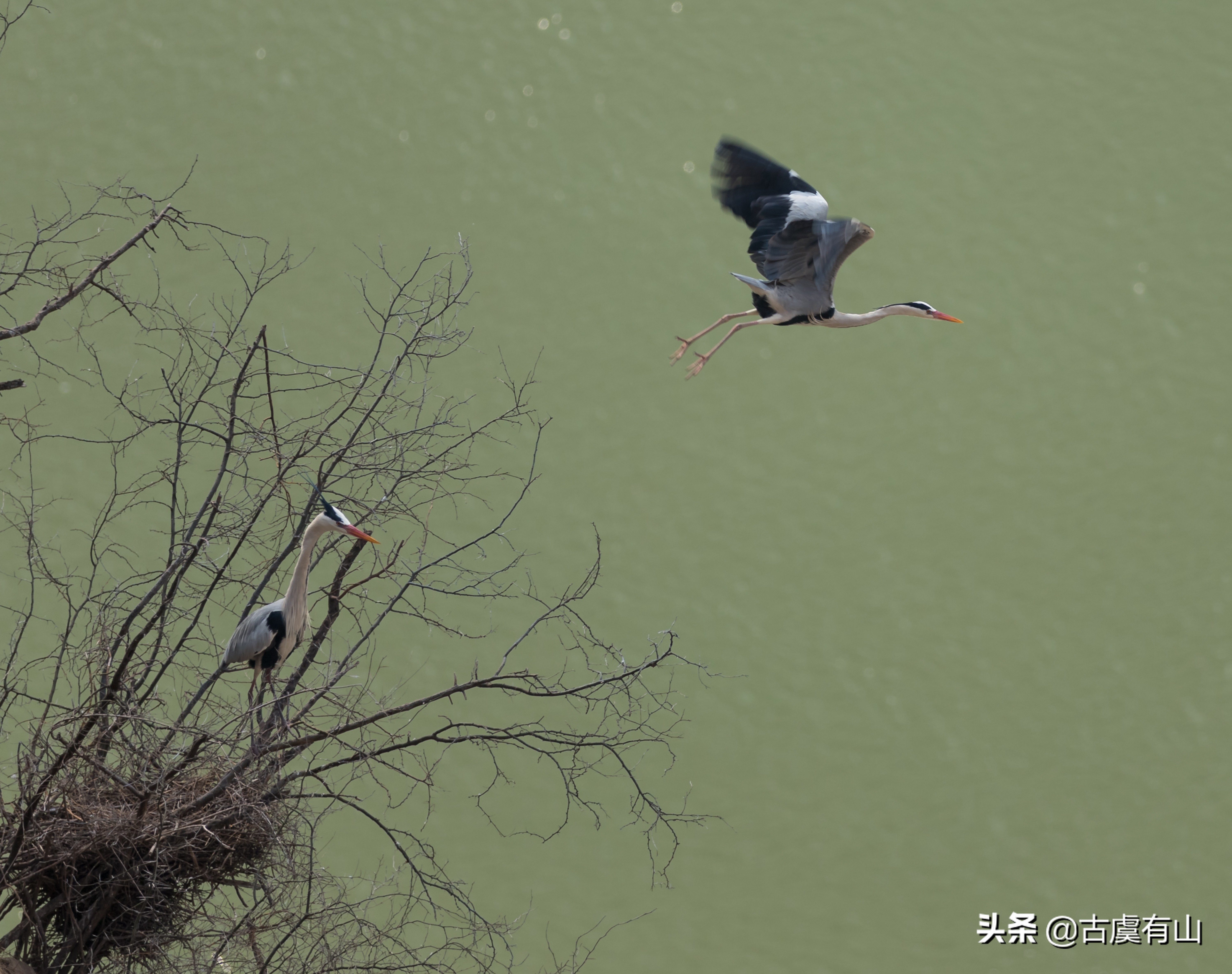 “西塞山前白鹭飞，桃花流水鳜鱼肥 ”的诗意再现平陆县好汉坡