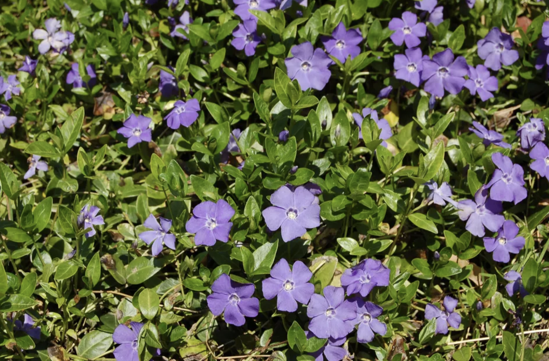 50种私家花园常用的植物花卉,这些搭配实用又好看