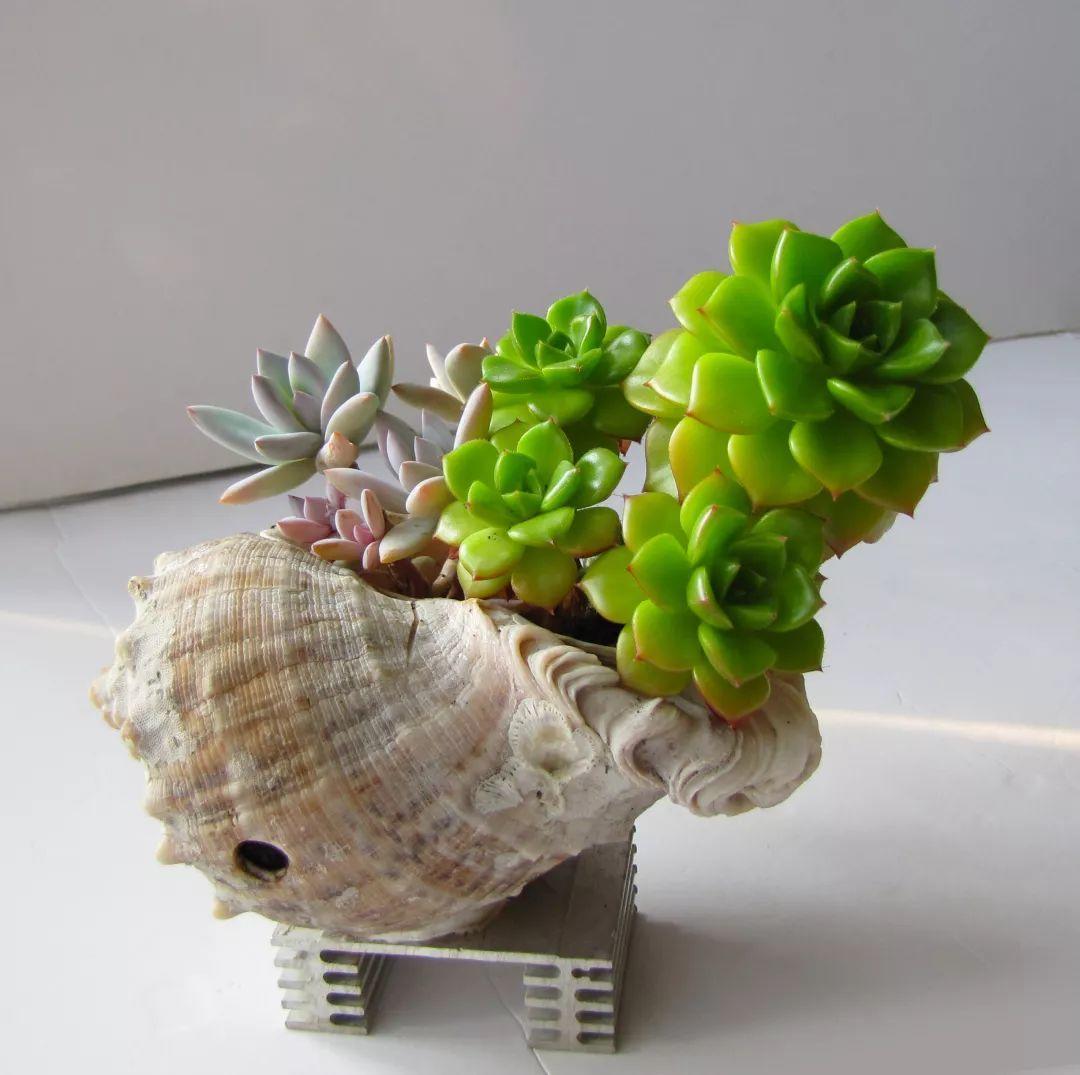 海螺图片大全(吃剩的"海螺壳"不要扔,凿个孔种上多肉,好看又实用)