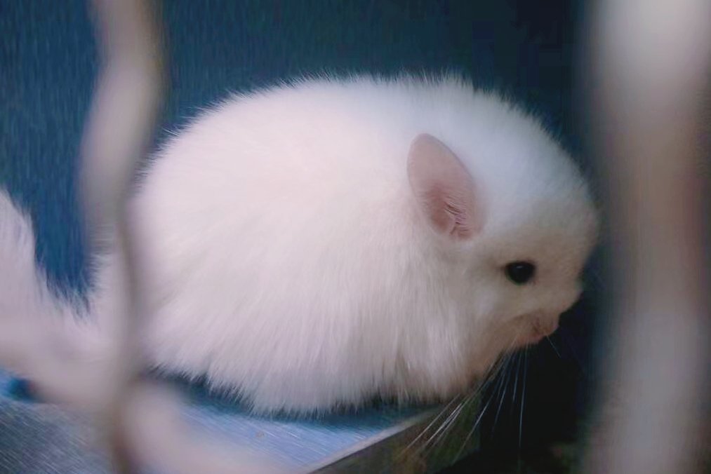龙猫是什么动物？不是龙，也是猫，你猜他是啥？