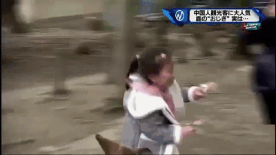 奈良小鹿一年伤了209人！8人骨折！原来鹿有这个反应是攻击的意思