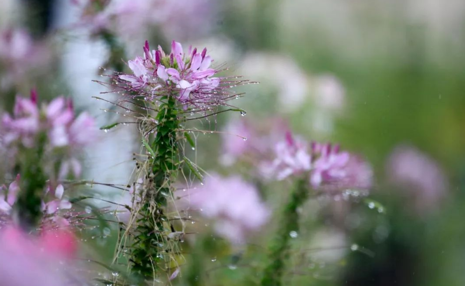 当暴雨遇见古诗词，十五首有关暴雨的诗词，欣赏暴雨的气势与景象