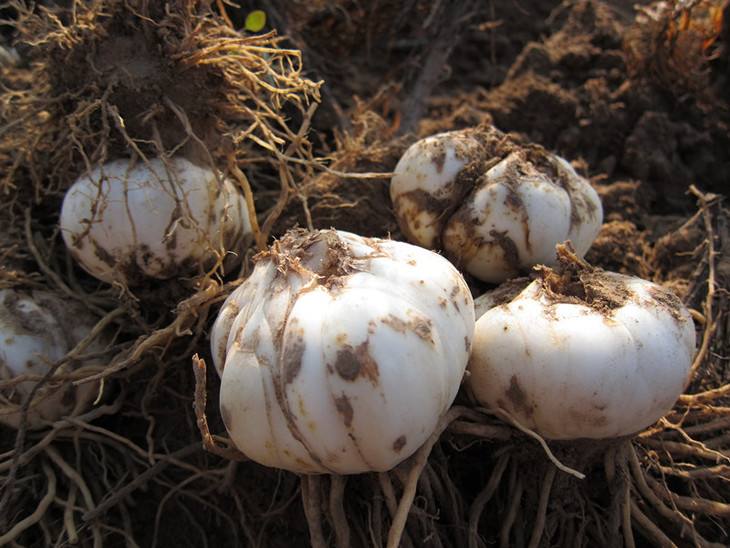 山丹花花开红艳艳