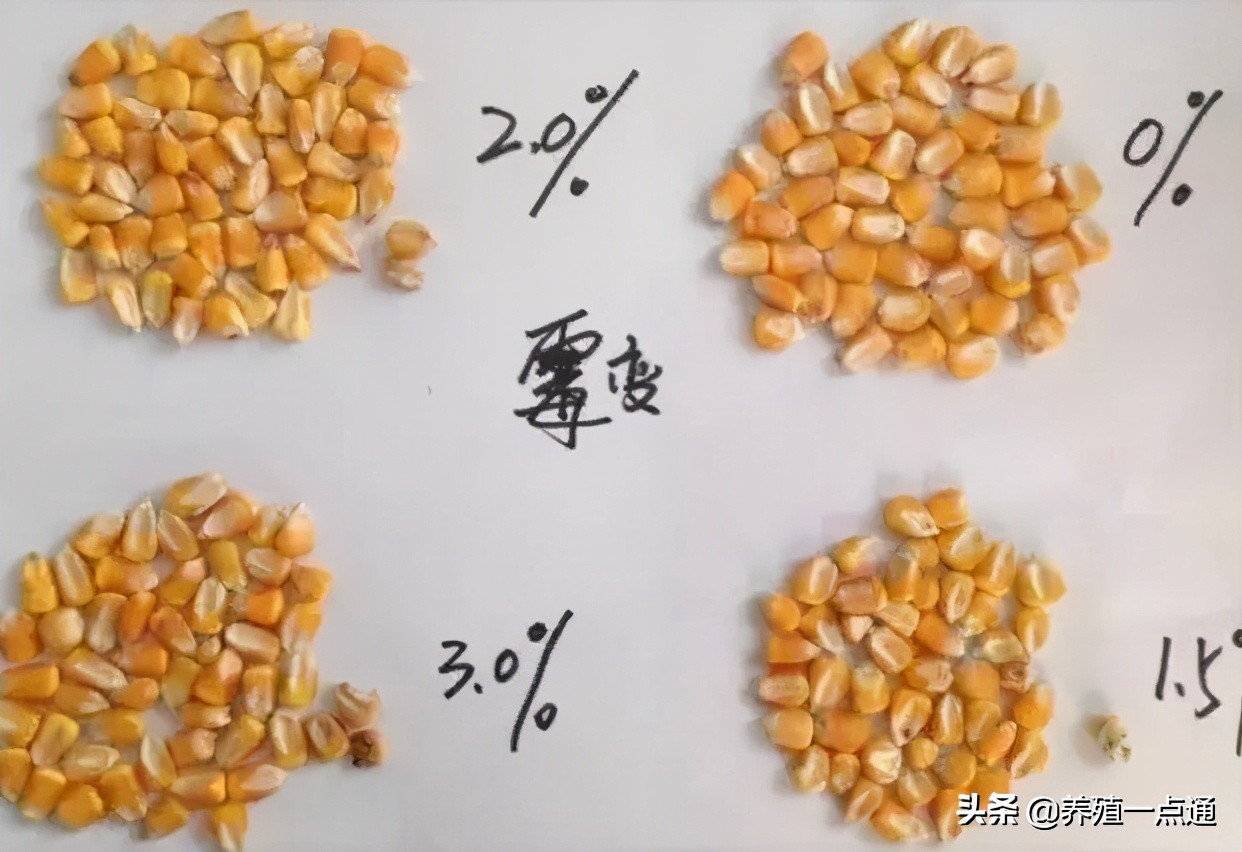 饲料脱霉剂分类详解，一图教你分辨玉米霉变程度