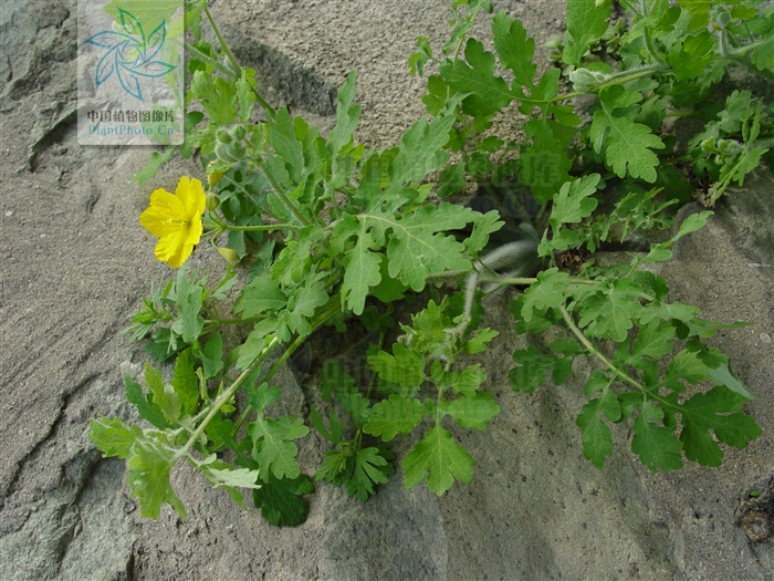 地黄连,见过吗?清热解毒,止痛.用于胃炎,胃溃疡,腹痛,肠炎