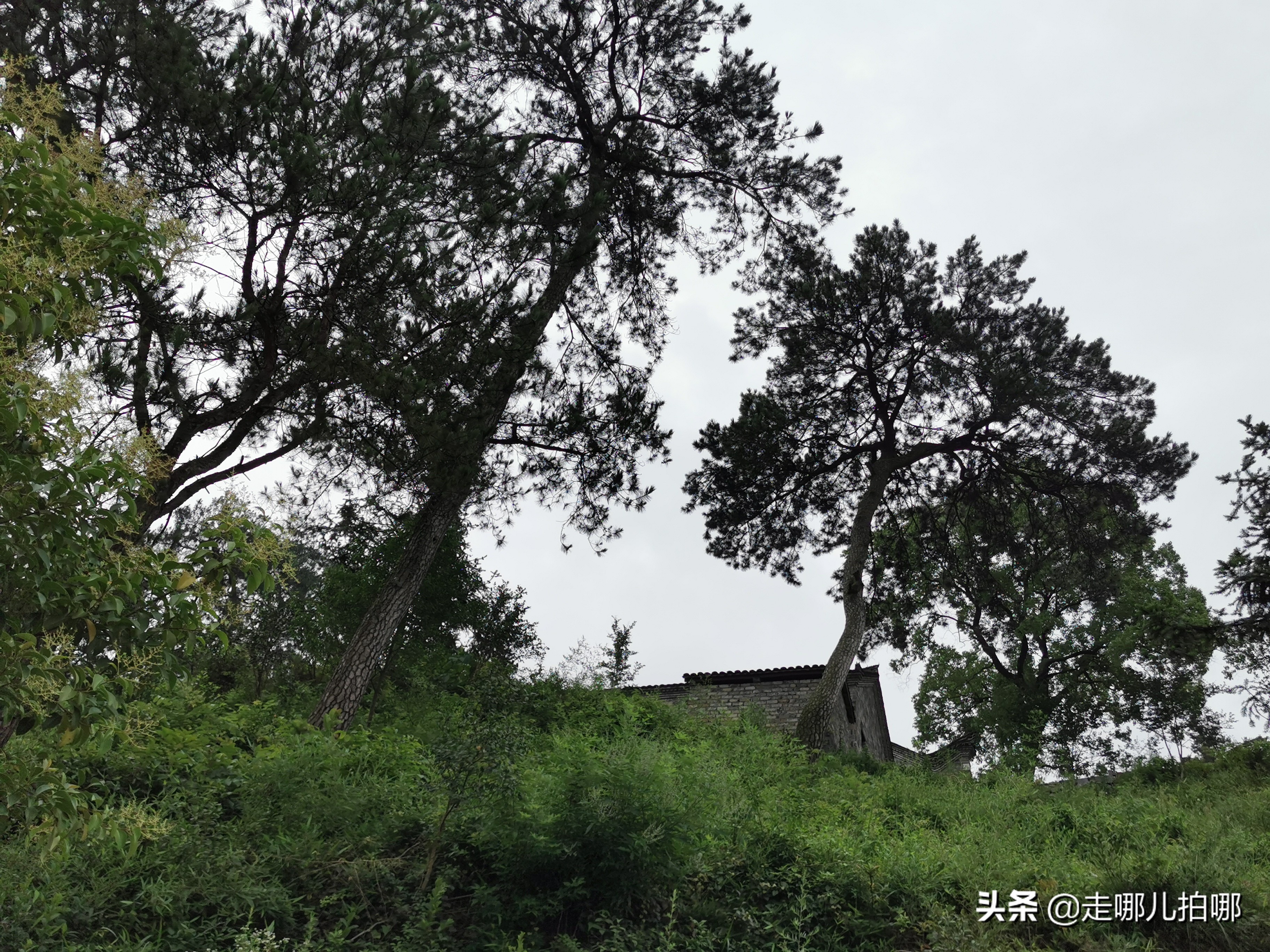 河南和湖北交界处的东岳庙，是赤卫军指挥部，王树声战斗过的地方