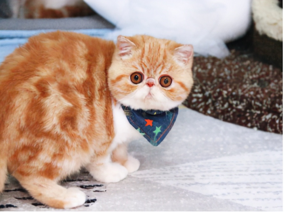 世界上最乖巧的10种猫咪，据说无人能抵挡住它们的温柔