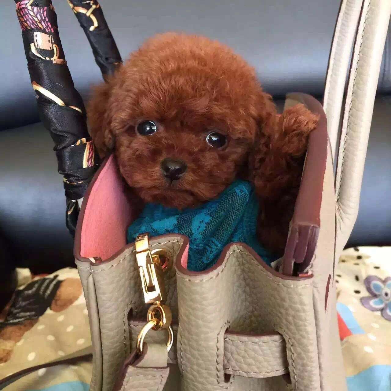 说起茶杯犬大部分人第一个想到的肯定是茶杯泰迪,因