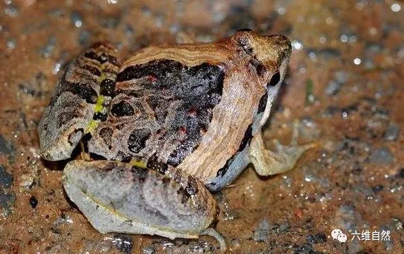 不同地方根据其不同特点,有不同的别称,例如犁头飚,犁头蛙,三角拐