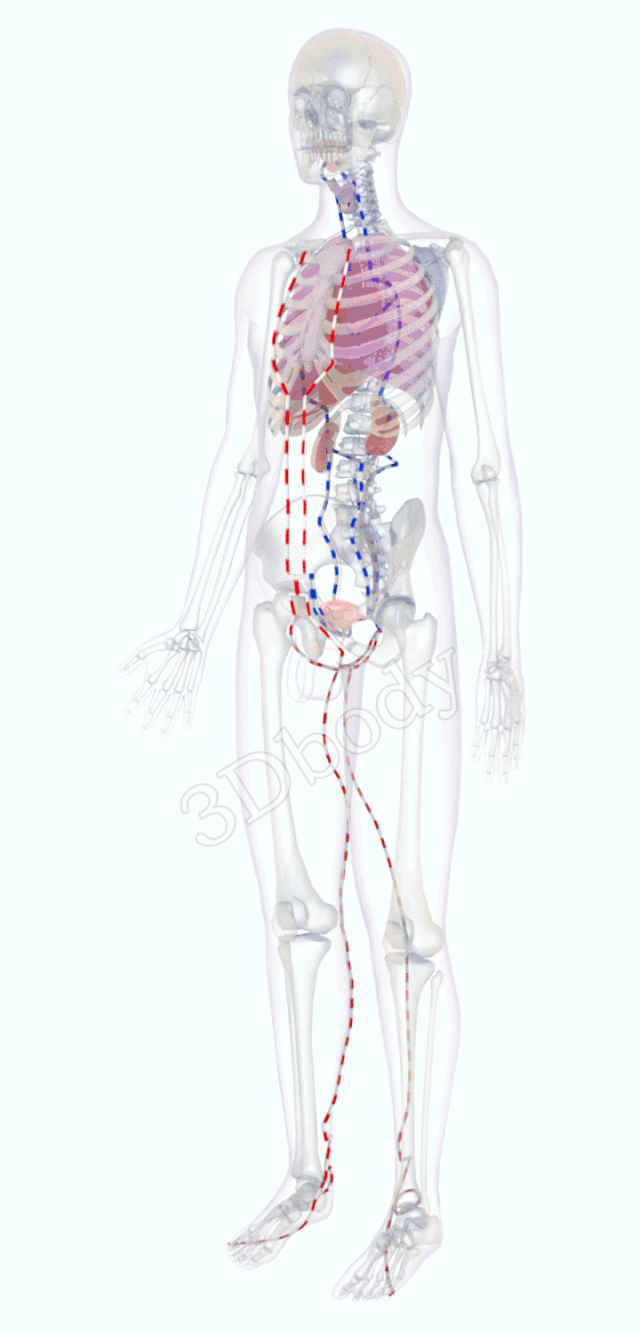 最新经络图，精美3D动态循行图，详细易懂