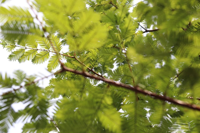 避暑计划：海子山避暑十二时辰