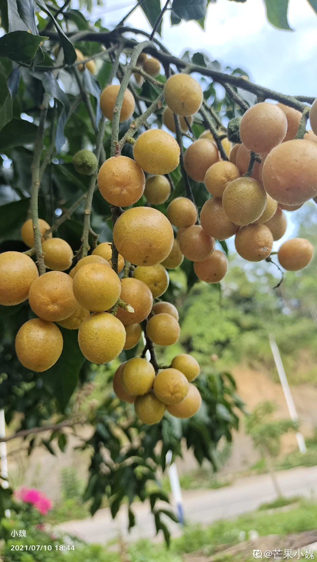 南方常见的黄皮果,妥妥的"黄水晶",咬一口直流口水