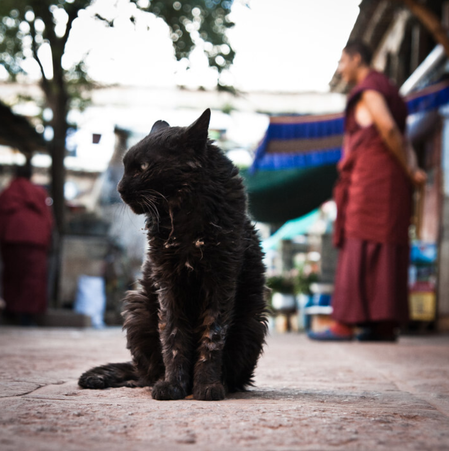 人离世后，不能让猫走近？不全是迷信，还是有科学依据的