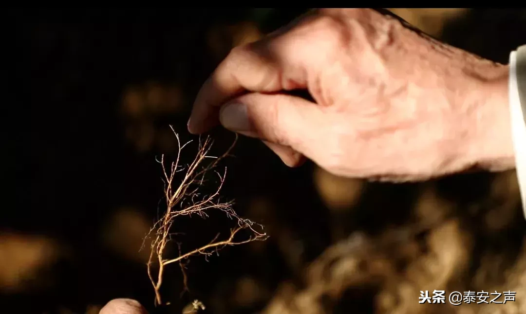 致敬！山东农业大学束怀瑞院士走进央视《大家》