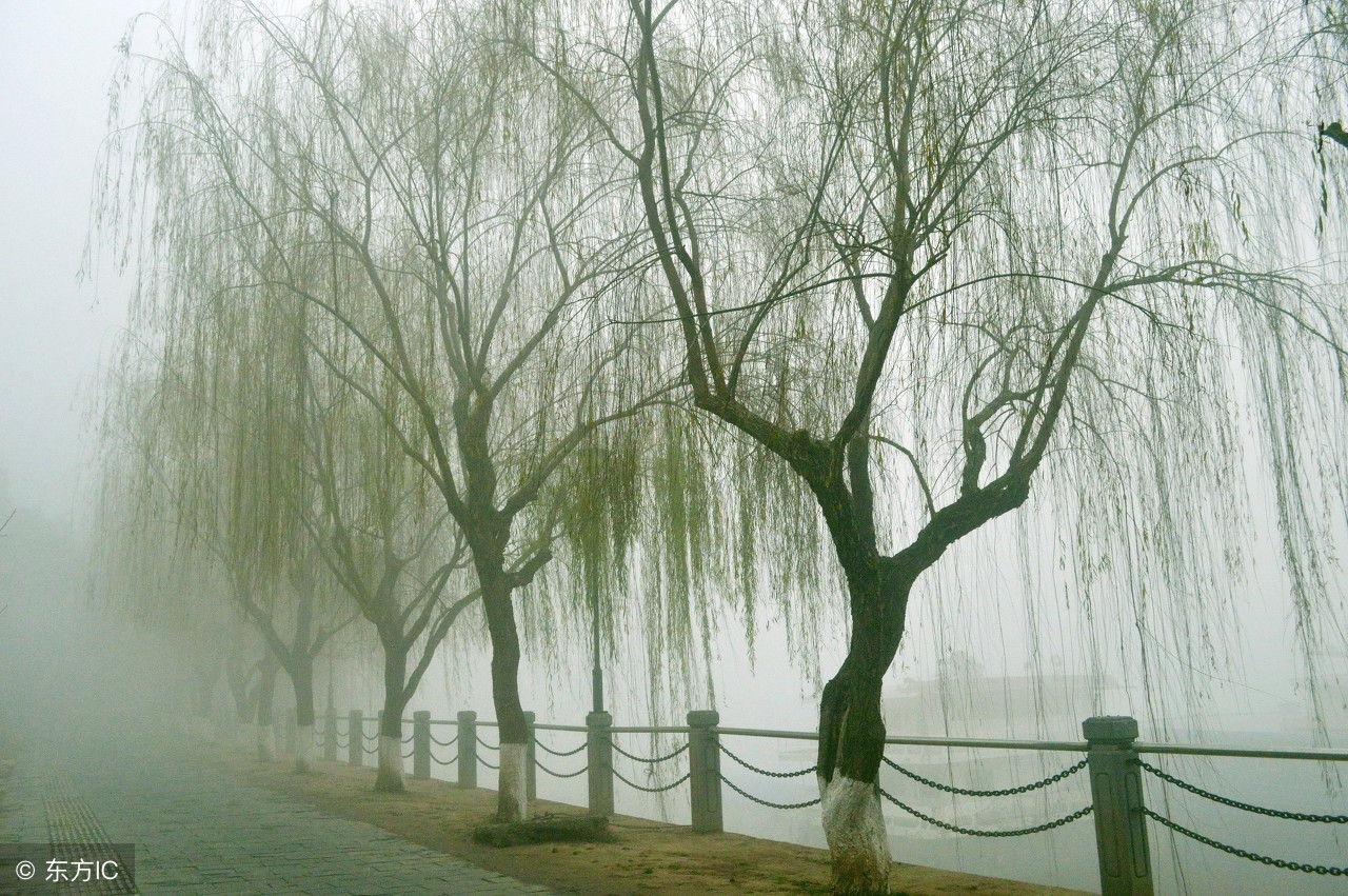 密密的春雨像什么(密密的春雨像什么补充句子) - 风集网