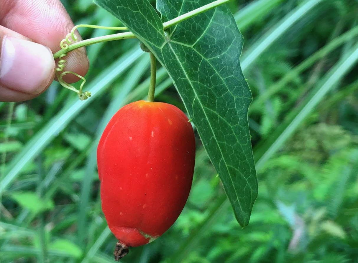 农村一种叫"老鼠拉冬瓜"的野果,原来它的根更珍贵,快来了解下