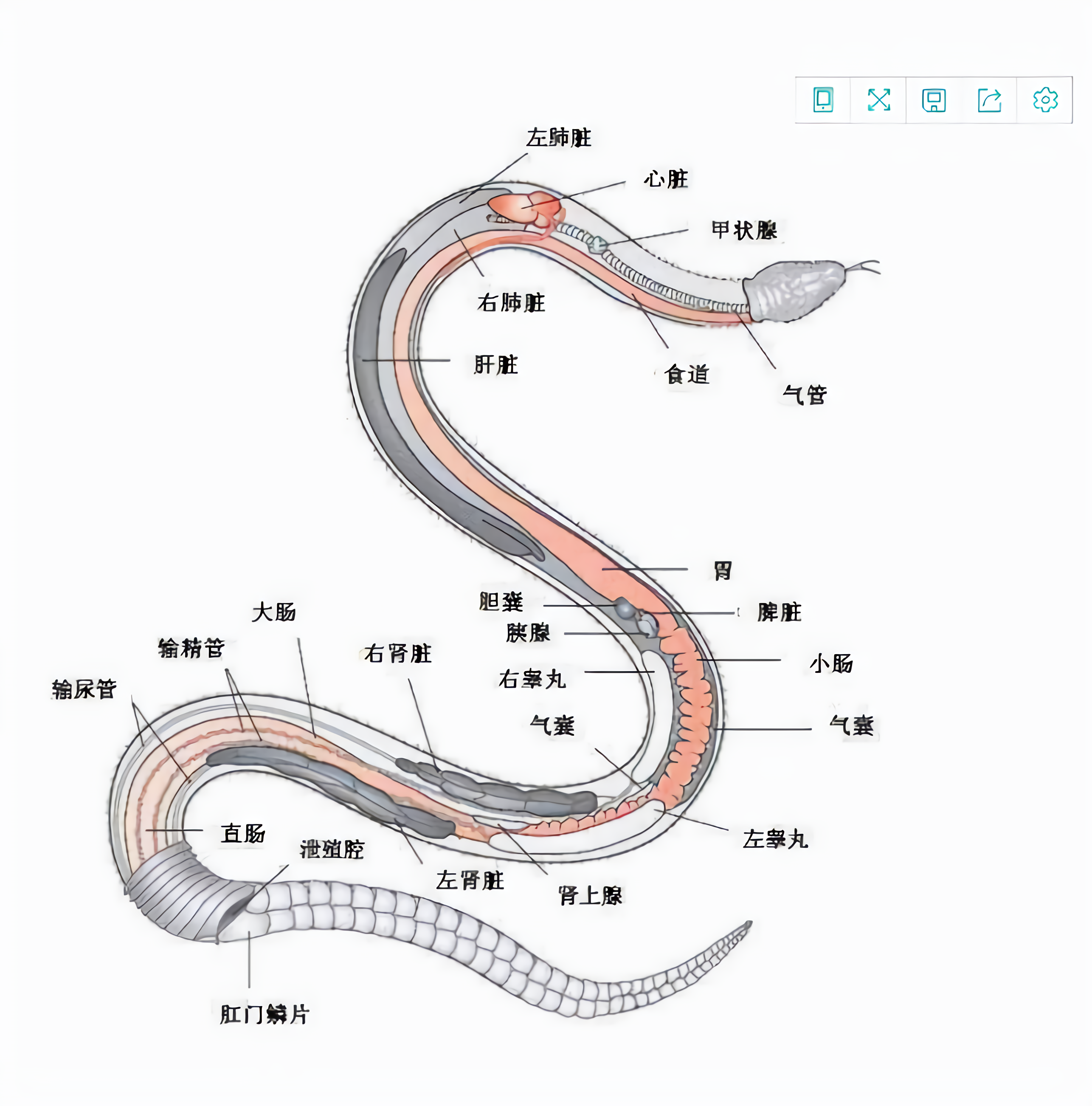 眼镜蛇的特点图片