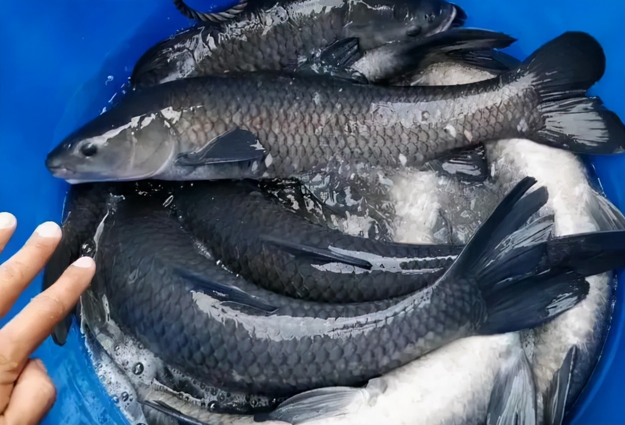 体大味美,备受钓友青睐的青鱼,为何却被称为"索命鱼"?