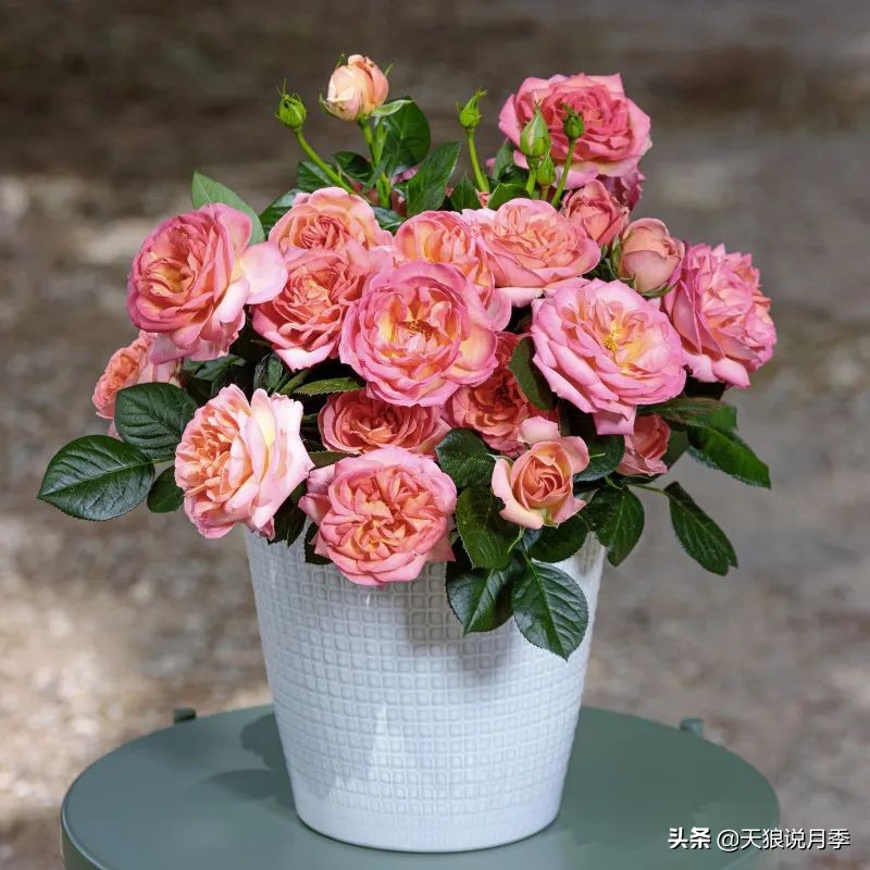 2020世界新品月季大赏，一起来看看都有哪些值得期待的新品种