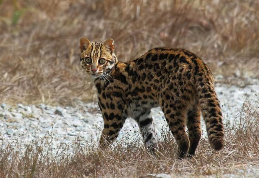 谁说中国本土没有品种猫,养猫老手为你盘点那些载入史册的猫