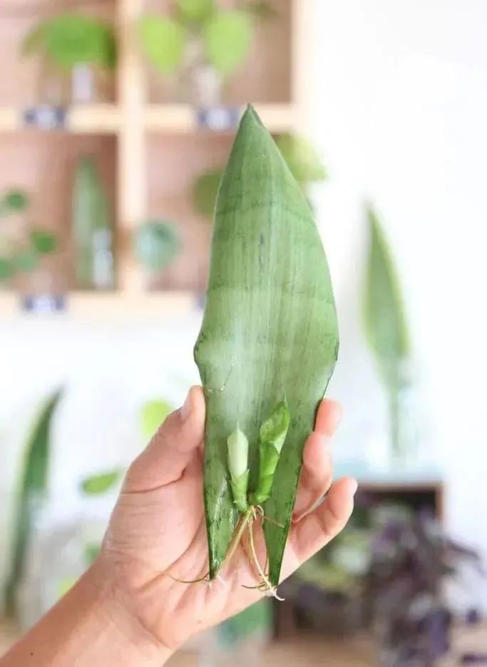 虎皮兰叶片水培和土培扦插繁殖示范，水里长出的小芽太可爱了