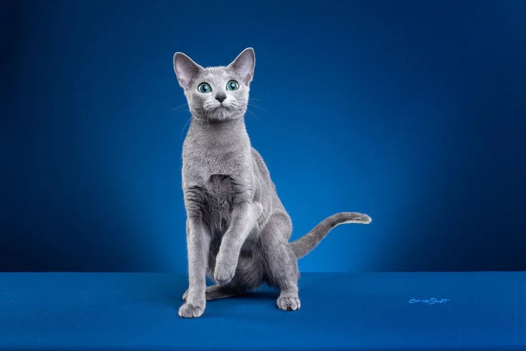 天使脸蛋,宛若精灵!俄罗斯蓝猫:战斗民族也有萌哒哒的小可爱