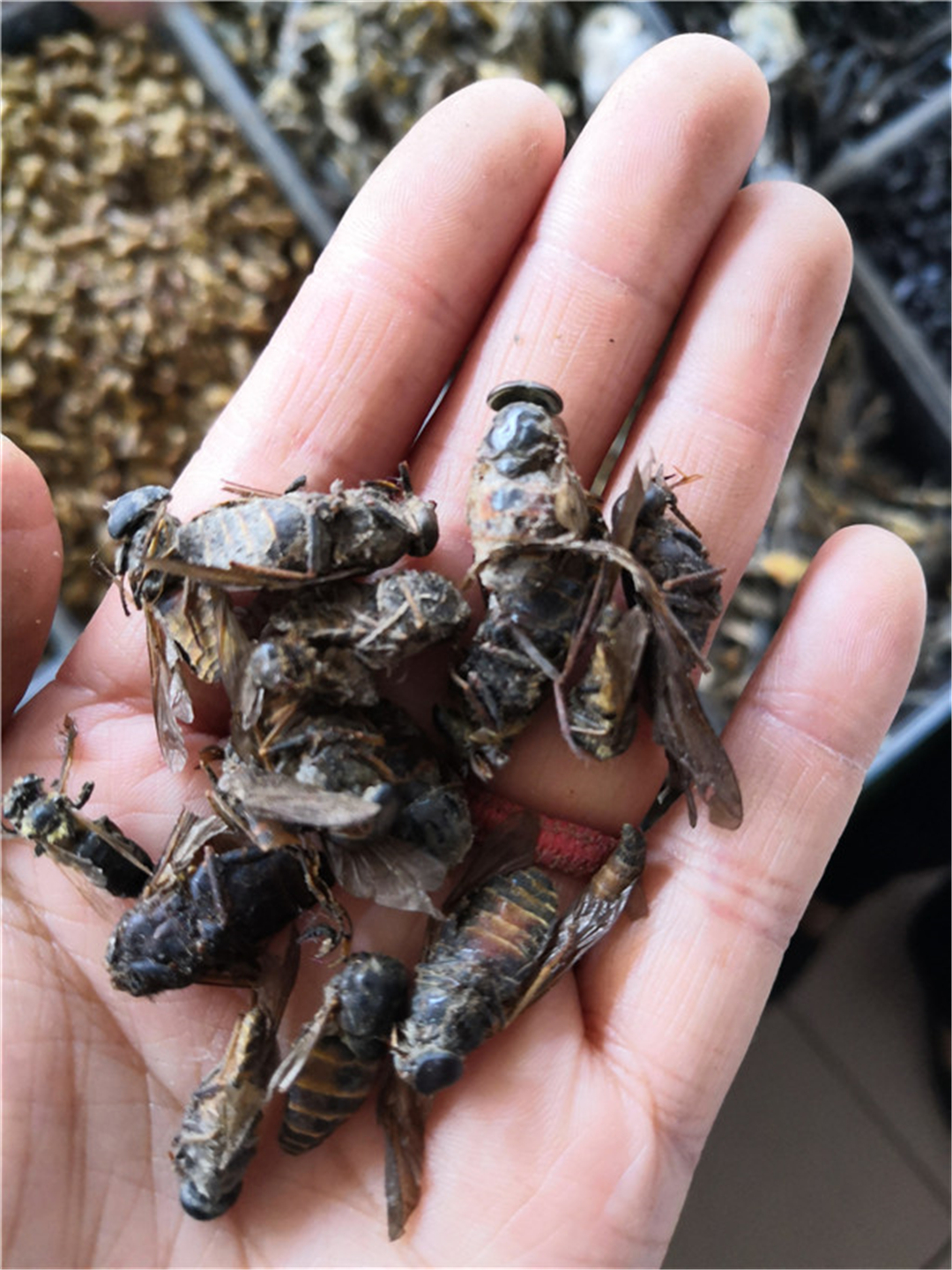 牛虻图片(农村常见的昆虫) - 赤虎壹号