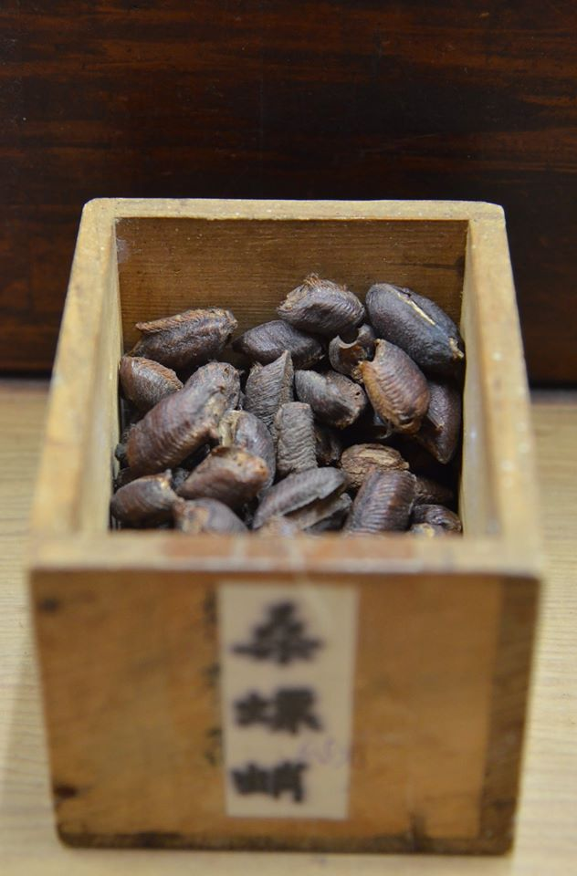 草丛杀手养成史，带你了解螳螂的进化之路