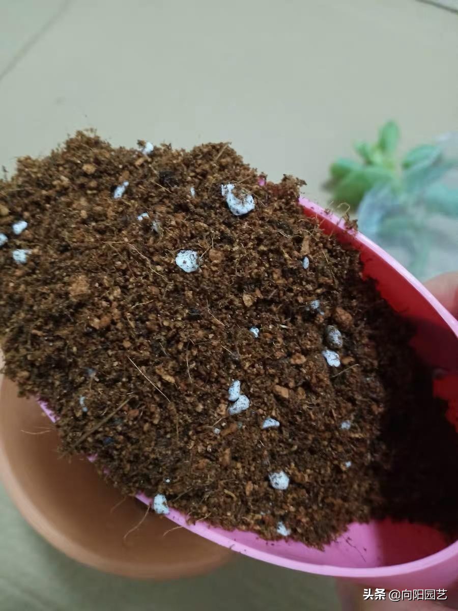 哪些植物不能用椰砖（椰糠价格很低富含植物纤维）