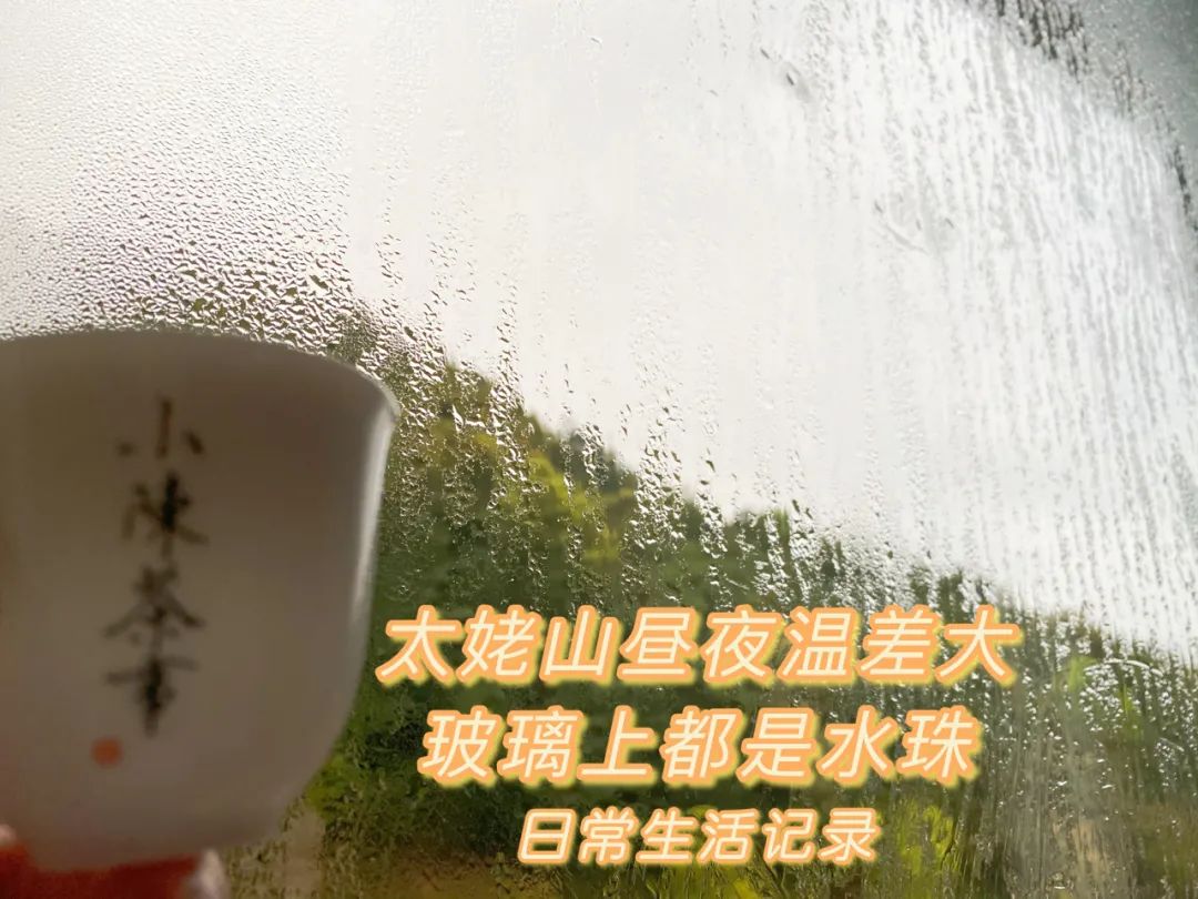 春茶季里，云雾缭绕茶园仙境