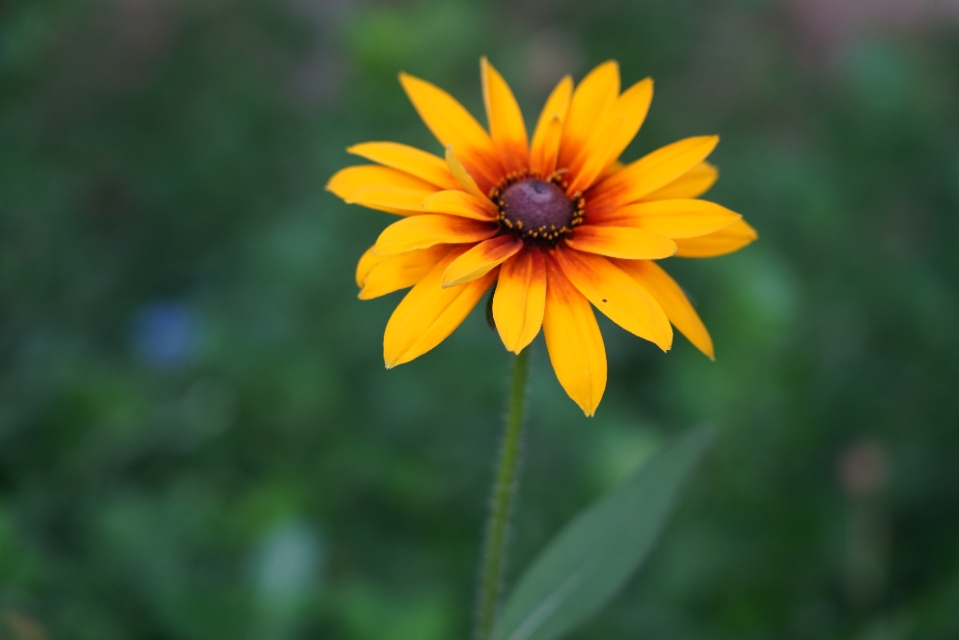 夏日，黑心金光菊花开正浓