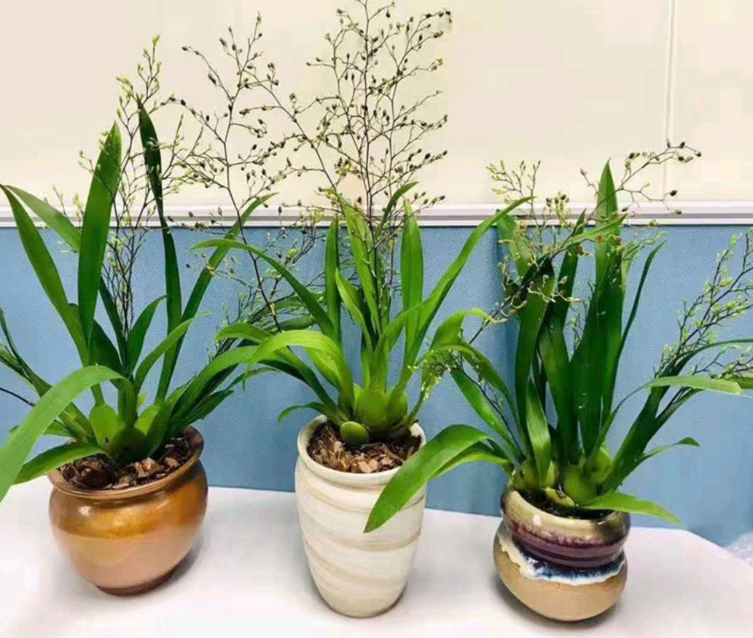 属于非常小巧的观叶植物4玉簪花,耐阴性强,适合在室内盆栽养殖5铃兰