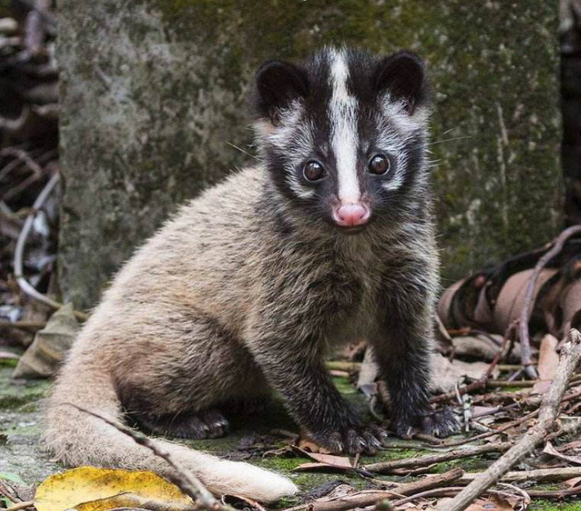 为什么会禁止食用它