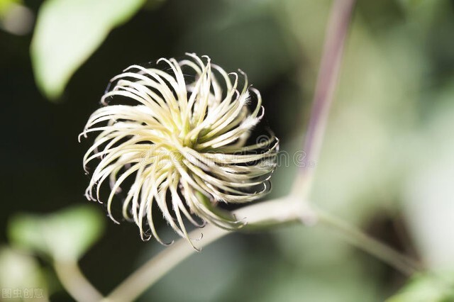 花草中的“狸猫”和“太子”，有些假的可笑，却能月销过万