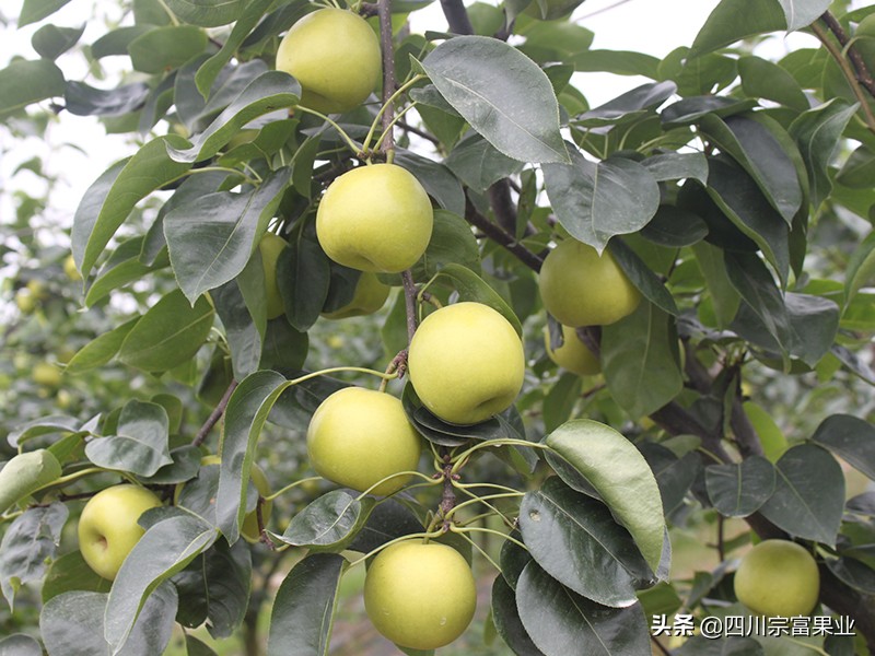 种这6个梨树品种，果子好卖单价高！