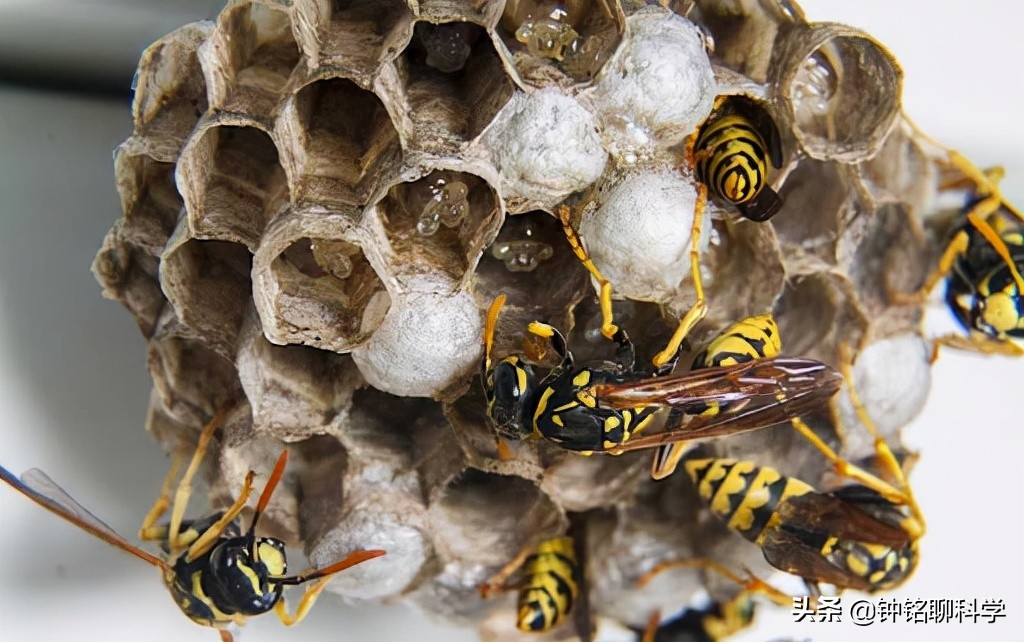 为什么马蜂伤人多在秋天？马蜂毒性有多强，被马蜂蛰了怎么办？