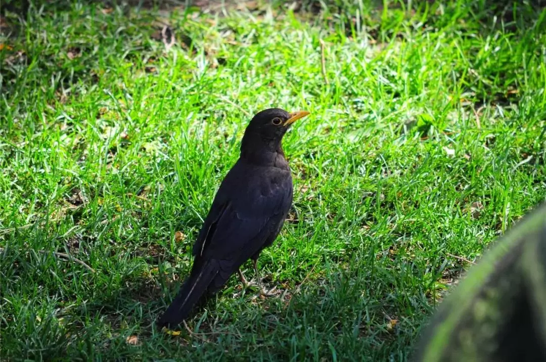 北京这个学校很“火”！坐拥3大花园、果园、动物园，集美貌与知识于一体！