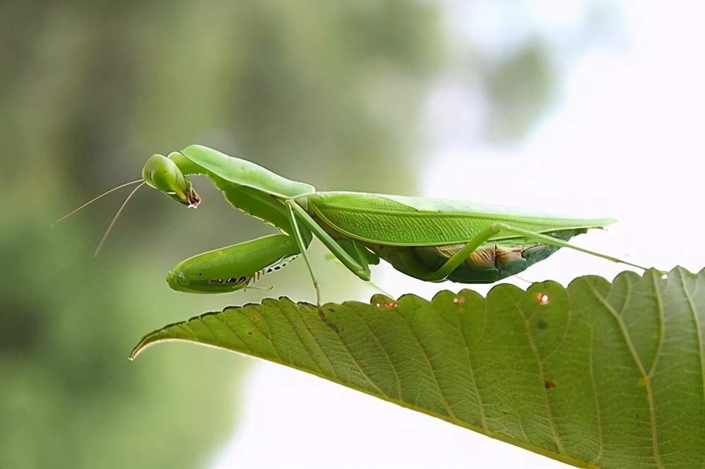 母螳螂交配后,为了补充营养把公螳螂吃掉?真实成功率不到5%
