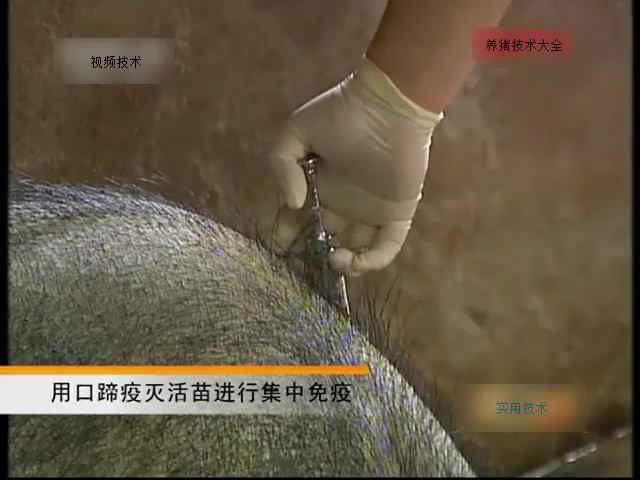 猪的免疫程序