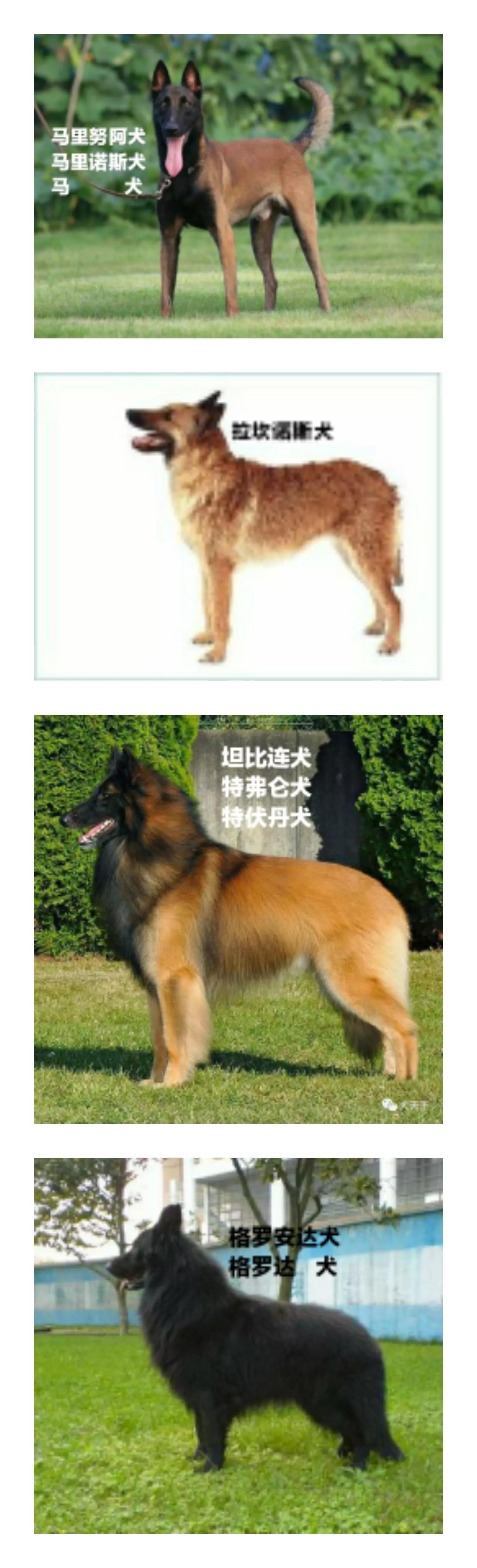 比利时黑色牧羊犬图片（比利时牧羊犬的4种形态）