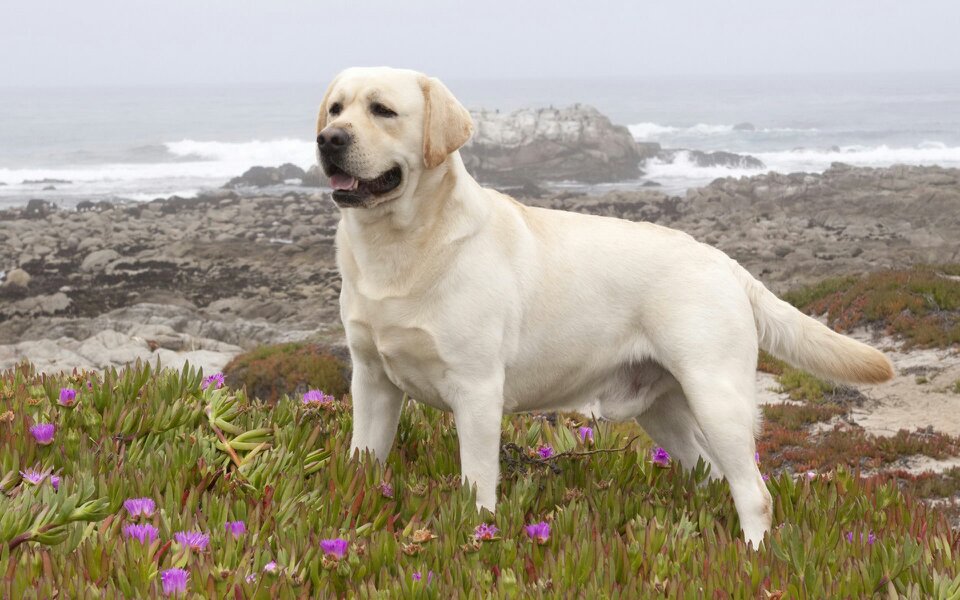 拉布拉多幼犬价格多少钱一只(目前火爆的几种狗 深圳信息港