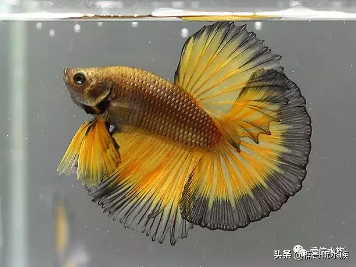 12生肖養什麼魚能旺財_達一風水網