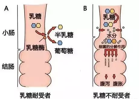 新生儿喝羊奶的十大好处！看完分享给更多宝妈宝爸喔！